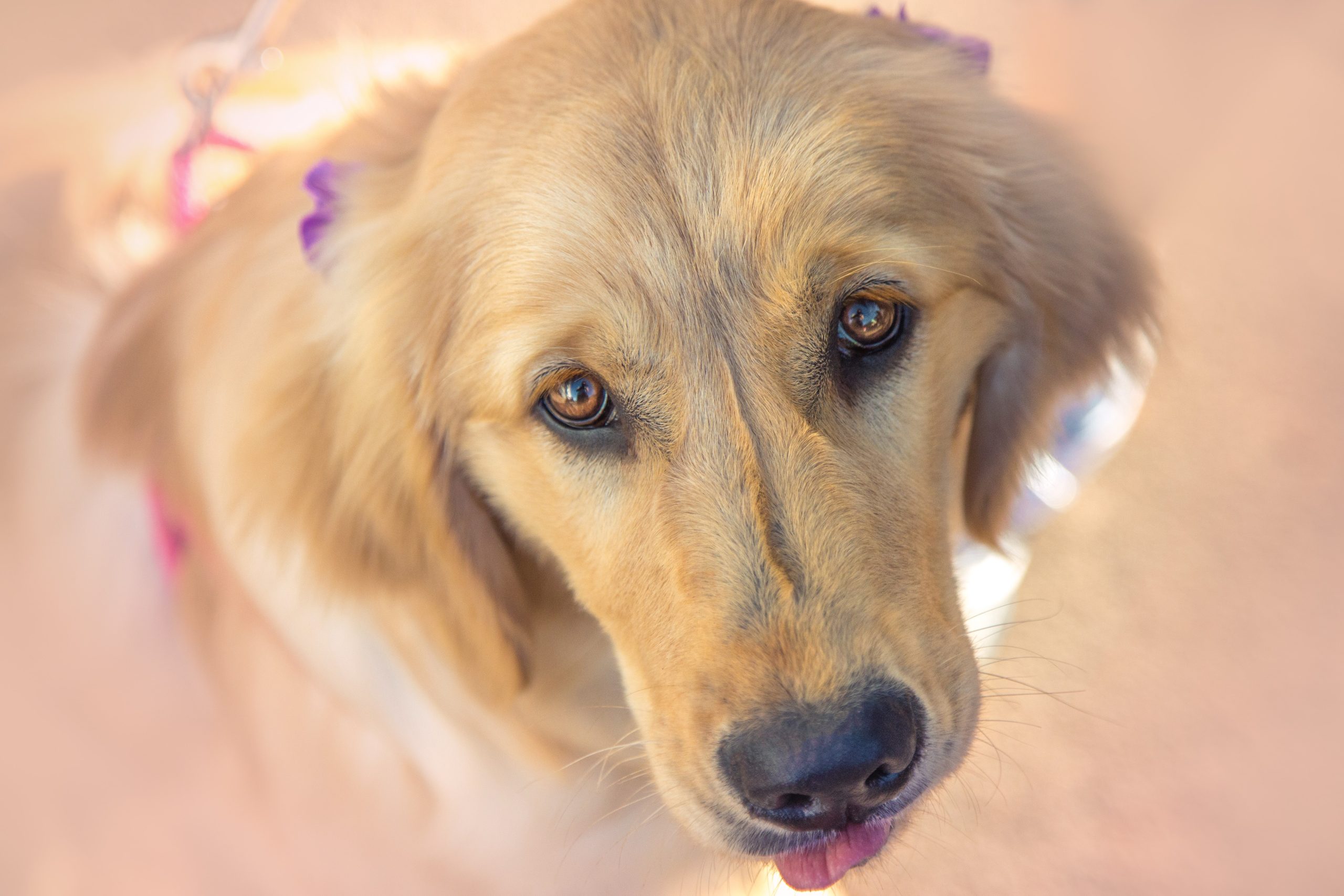 Criaderos: El Golden Retriever que es un buen perro para las familias